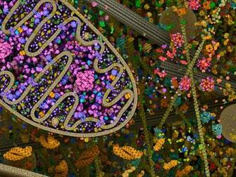 Cellular Landscapes Mitochondria