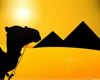Camel Wallpaper Jpg