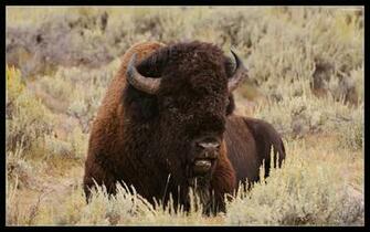 Buffalo Wallpaper