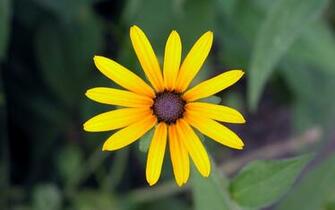 Yellow Daisy Wallpaper