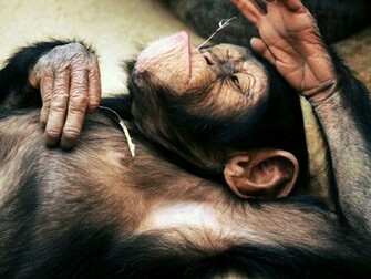 Funny Monkey Wallpaper