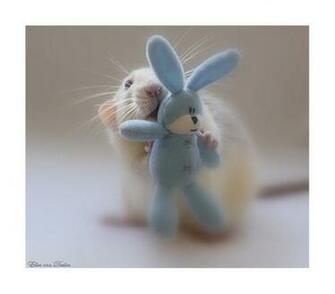 Gallery Utimate Desktop Wallpaper A Lovely Cute Mouse