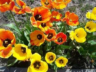 Spring Flowers Gardening Wallpaper
