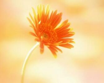 Yellow Flowers Wallpaper Good Galleries