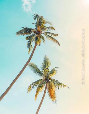Beach Print Coastal Prints Decor Palm Trees Wall Art Uk