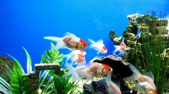Fish Tank Background Net