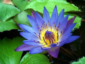 Flowers Image Water Lily Or Lotus Wallpaper Photos