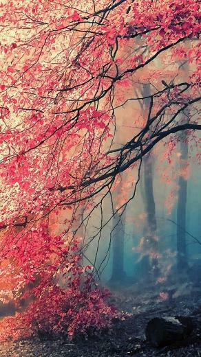 Beautiful Colorful Tree Asymmetrical Wallpaper Lg Forest