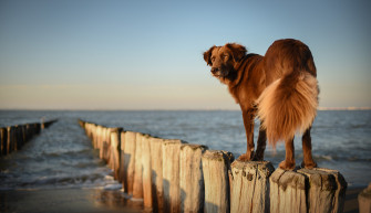 Walking Your Dog On The Beach Holland