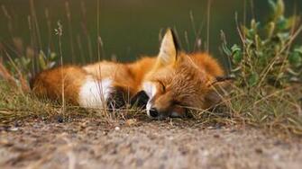 Bing Fotos Red Fox Alaska Kennan Ward Footage Search