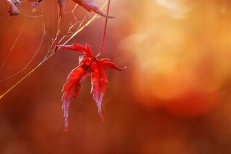 Nature Wallpaper Desktops Image Search Pasutri