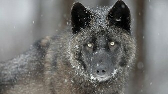 Black Wolf Wallpaper High Quality