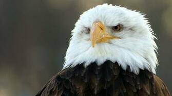 Screensaver Eagles