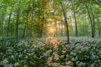 File Allium Ursinum Into A Forest At Sunset Jpg