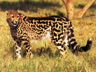King Cheetah Wallpaper