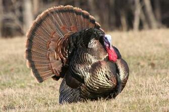 Rocky Coast News Maine S Wild Turkeys At Rockland Library Thursday