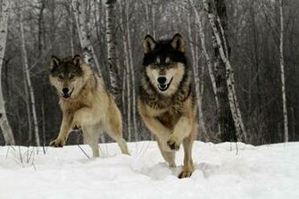 Running Wolves