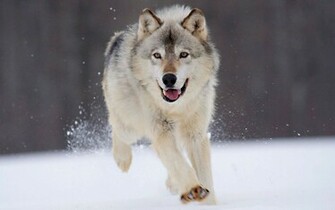 Gray Wolf Minnesota Pics For Wallpaper