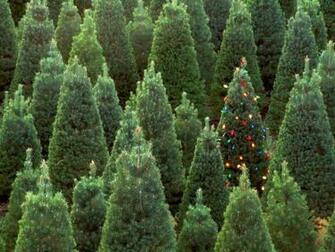 Christmas Tree Farm iPhone Wallpaper