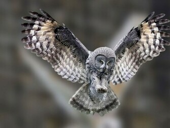 Snowy Owl Wallpaper HD Pictures Image Background