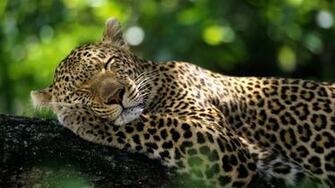 Animals Cute Sleep HD Wallpaper