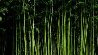Bamboo Wallpaper