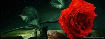Red Rose Wallpaper For Cover