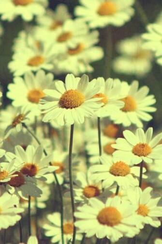 Daisies Photography iPhone 4s Wallpaper