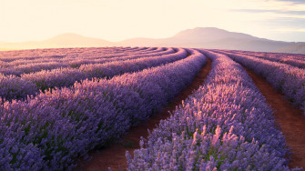 Lavender Fields Laptop Full HD 1080p 4k Wallpaper Image
