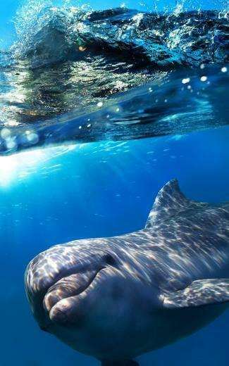 Dolphins Live Wallpaper Android Apps And Tests Androidpit