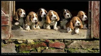 The Dog In World Bloodhound Dogs