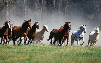 Beautiful Arabian Horse Wallpaper Daily Background In HD