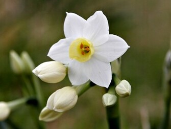 New Flowers Wallpaper Widescreen HD
