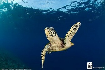 Wwf Wallpaper