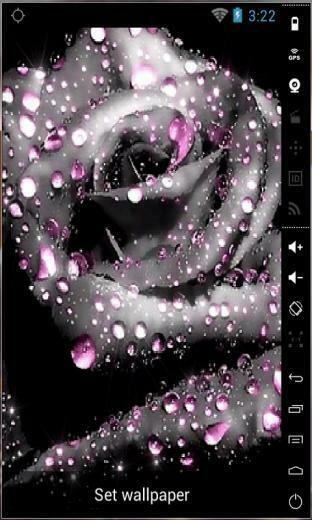 Gorgeous Grey Rose Live Wallpaper For Your Android Phone