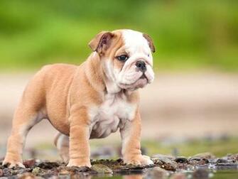 English Bulldog Wallpaper