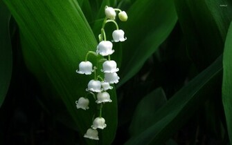 Lily Of The Valley Wallpaper Flower