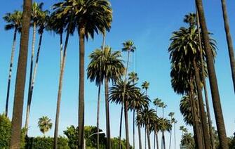 California Trees Wallpaper At Wallpaperbro