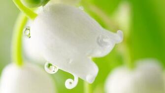 Lily Of The Valley Desktop Wallpaper On Latoro