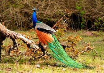 Best Beautiful Peacock HD Image Photos And Wallpaper