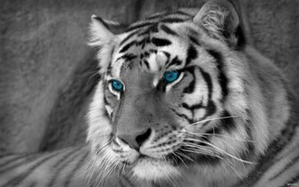 Wallpaper HD iPhone White Tigers Tiger Lion Full Pics