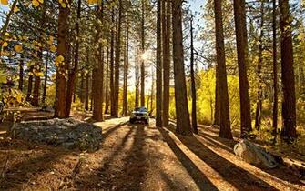 Trees Forest Redwood Toyota Tacoma Sunlight Trucks Wallpaper