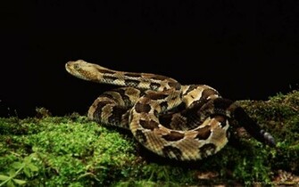 Black Cobra Snake Wallpaper Photos