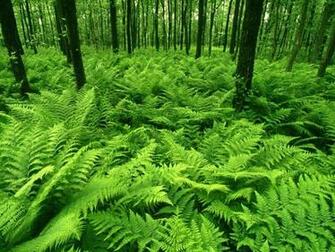 Green Desktop Wallpaper Nature For