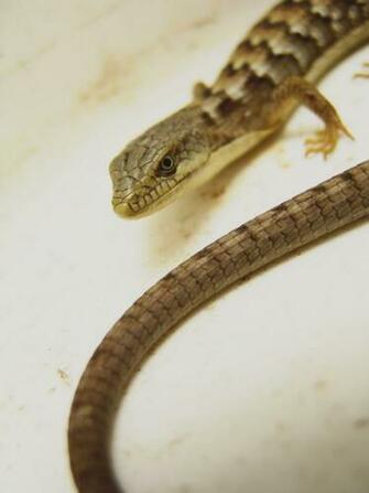 Alligator Lizard By Devoral