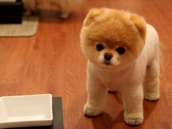 Cute Pomeranian Dog Wallpaper Santabanta4u