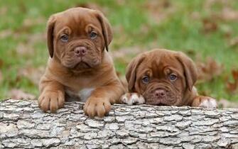 Dogs Puppies Dogue De Bordeaux Wallpaper For Widescreen Desktop Pc