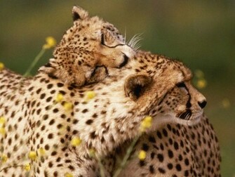 Description Cheetah Wallpaper HD Is A Hi Res For Pc