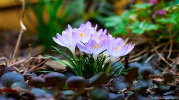 High Resolution Beautiful Nature Spring Wallpaper HD Full Size