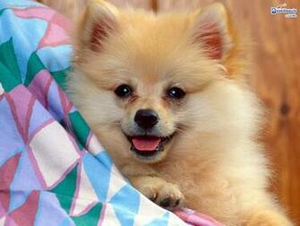 Cool Cute Animals Funny Wallpaper HD And